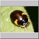 Adalia decempunctata - Zehnpunkt 08a.jpg